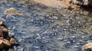 פרופ' דיאמנט מזהיר: הזרמת תמלחת  בצינור תסכן דגה בעומק המפרץ