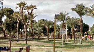 נכרת דקל הדום הנדיר בגן פרדקין
