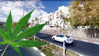 הדשא של השכן מרחוב ארגמן: גידל  מאות שתילי מריחואנה בבית אמו באילת