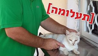 תעלומה - לאן נעלמים חתולי הרחוב?