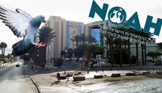אורח גילה מלכודות יונים על גג מלון  'יו מג'יק פאלאס'- והתלונן בארגון נח  על התנהגות בלתי הומנית