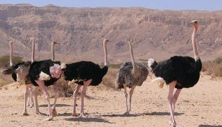 זינוק במספר המבקרים בחי-בר,  בעוד שמורת האלמוגים מדשדשת 