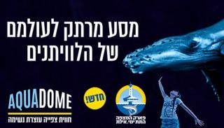 מסע מרתק לעולמם של הלוויתנים