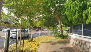 מנהל מחלקת הגינון לשעבר בעיריית  אילת: העצים שנשתלו לאורך טיילת  הכביש העוקף יגרמו לנשירה  לחצרות שכונת נווה מדבר