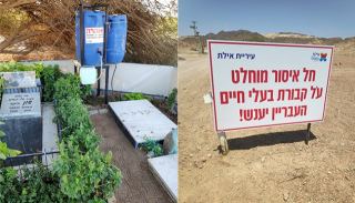 עיריית אילת אוסרת על המשך קבורת  חיות מחמד בבית הקברות המאולתר