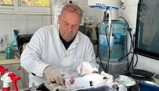 בעקבות סערת החיסונים נגד כלבת  2000 חיסונים מהזן המוכר הובאו לאילת