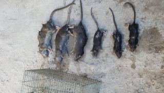 זהירות עכברושים