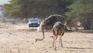 רגע לפני הכחדה – היען אדום  הצוואר נותן שביב תקווה בחי בר