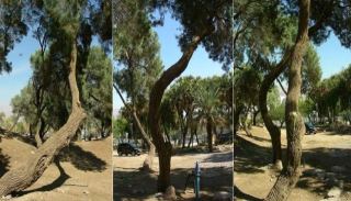 חורשת האשלים הוותיקה תועתק  לטובת מתחם דירות נופש ומלונאות 