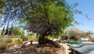 פלישת הינבוטים: המאבק שמגיע עד אילת
