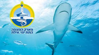 יום הכריש הבינלאומי
