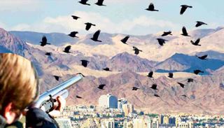 נקמת העורבים?