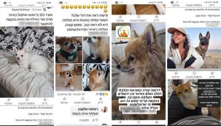 תעלומת הכלבים הנעלמים מאילת