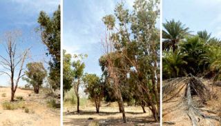 הוועדה המחוזית עצרה את קידום התוכנית  להקמת מתקן אגירת אנרגיה בקיבוץ נאות סמדר 