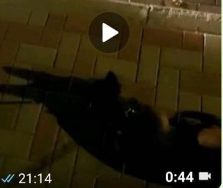 צפו באיחוד המרגש: הכלבה שנגנבה באילת הוחזרה לבעליה